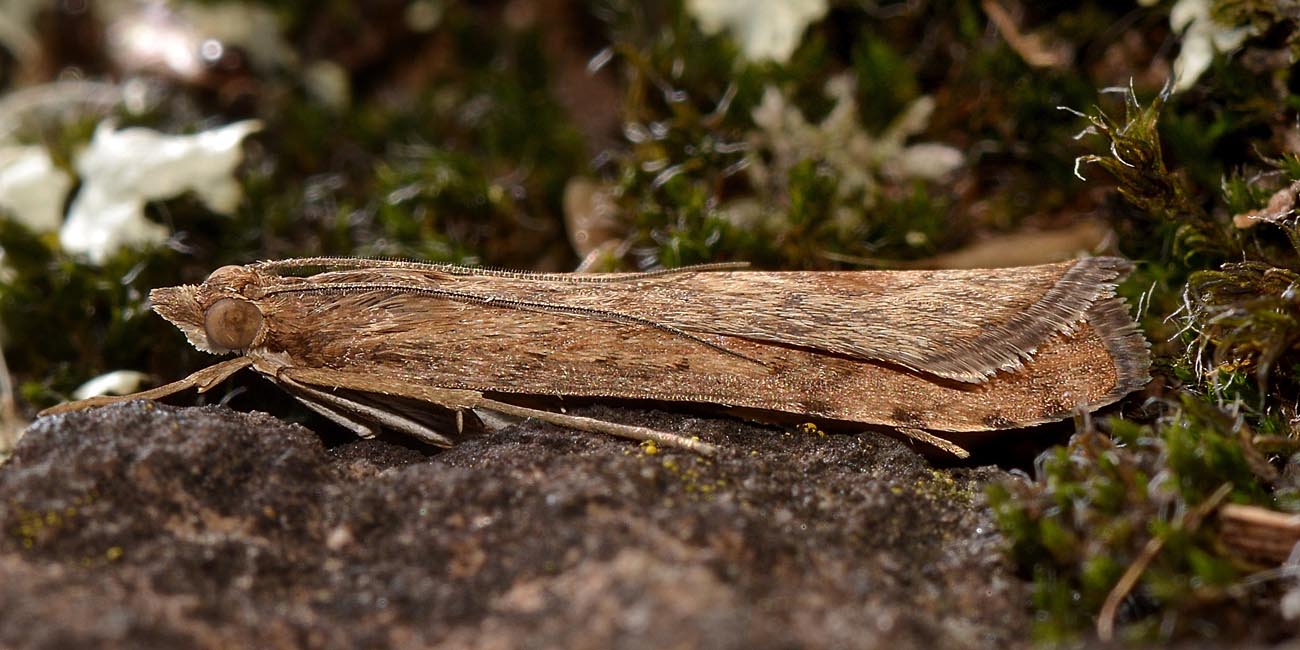 Nomophila noctuella, Crambidae